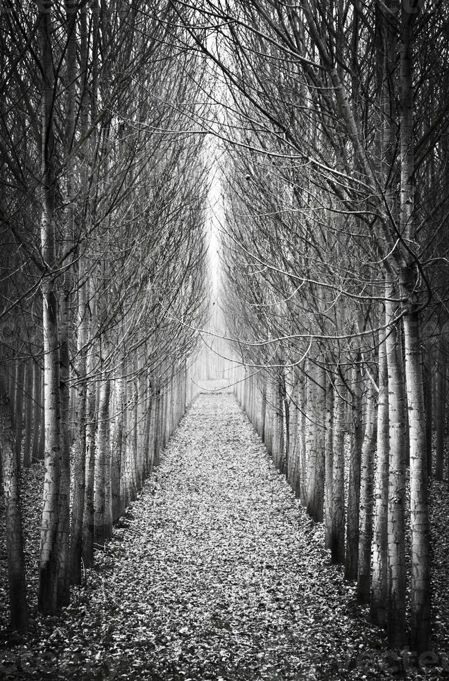 In a row poplar trees photo