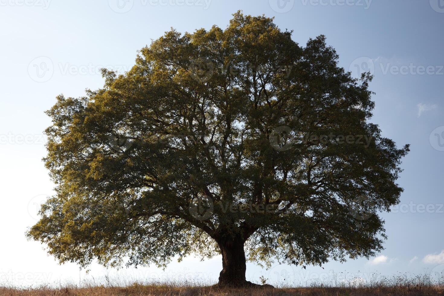 Old giant oak tree photo