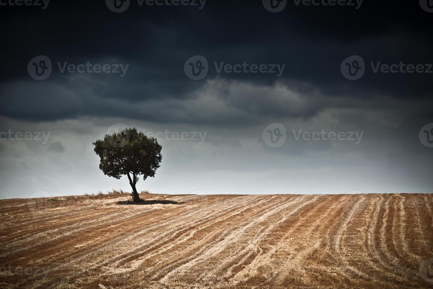 Lonely tree on field photo