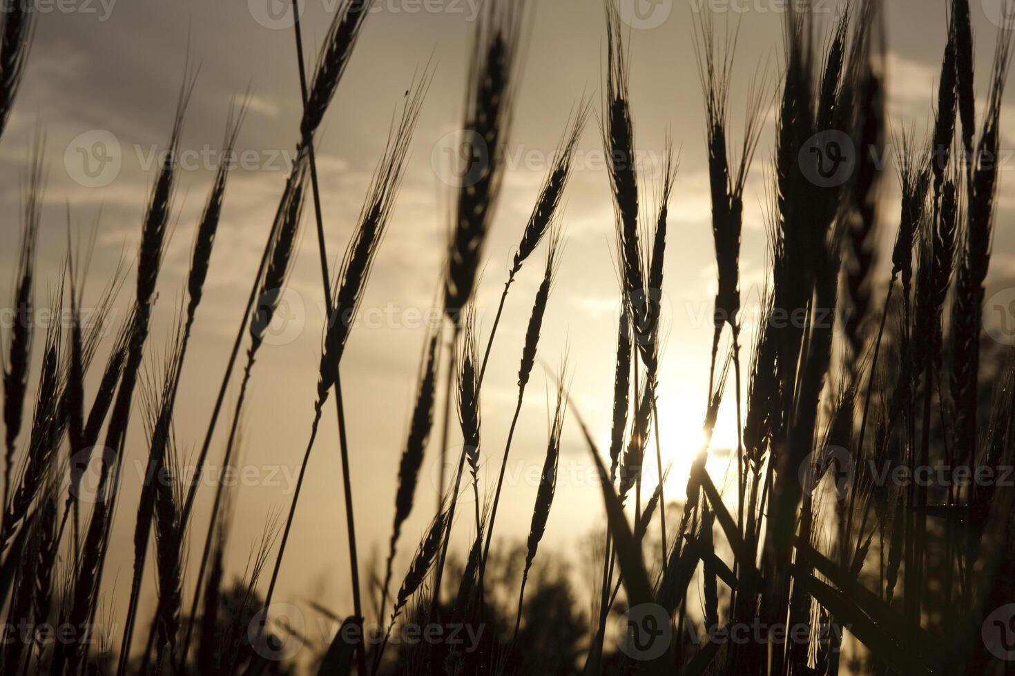 Golden wheat field photo