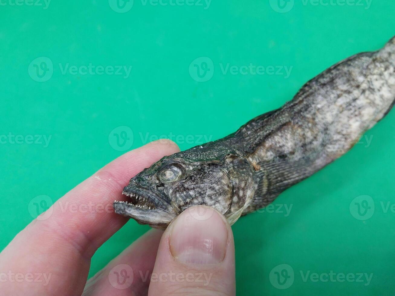 Dried goby fish in a plate photo