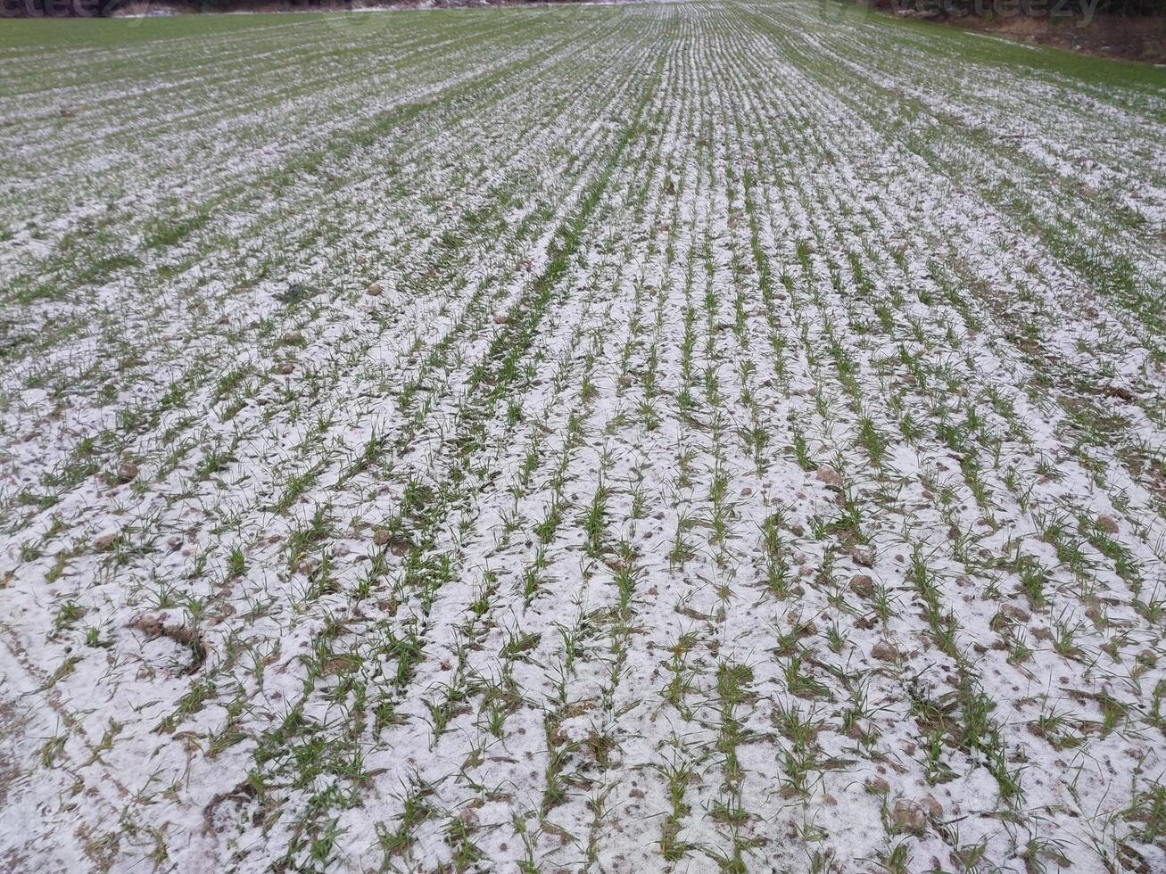 Snow fell on an agricultural field photo