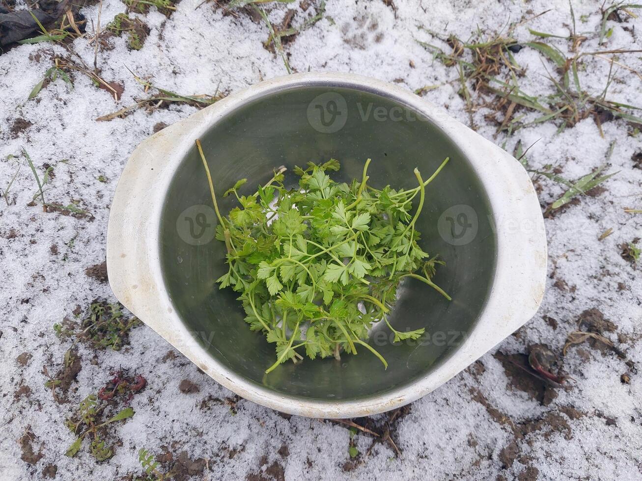 Green parsley on winter ground photo