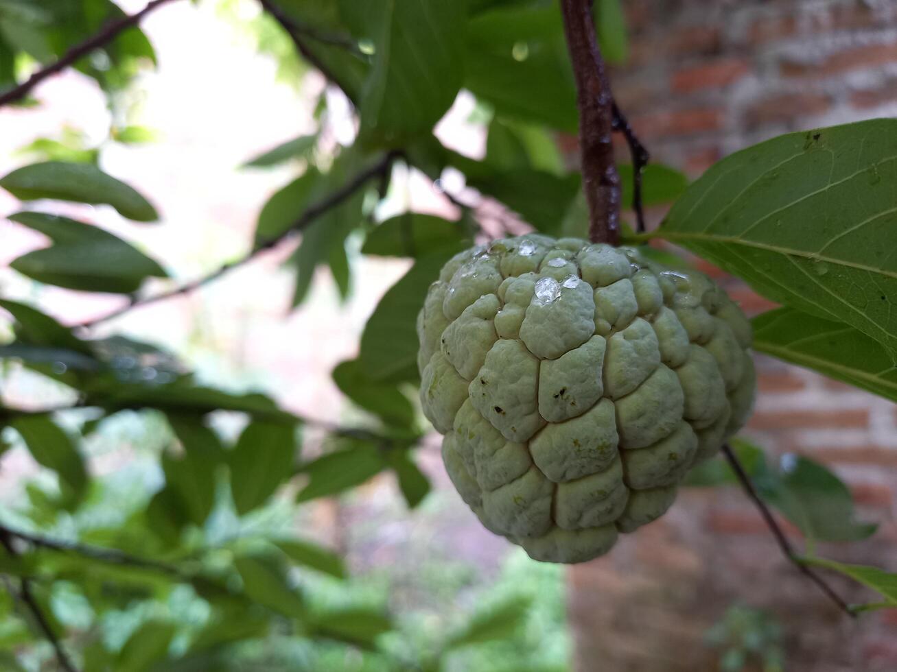 Fresco srikaya Fruta colgando en el árbol foto