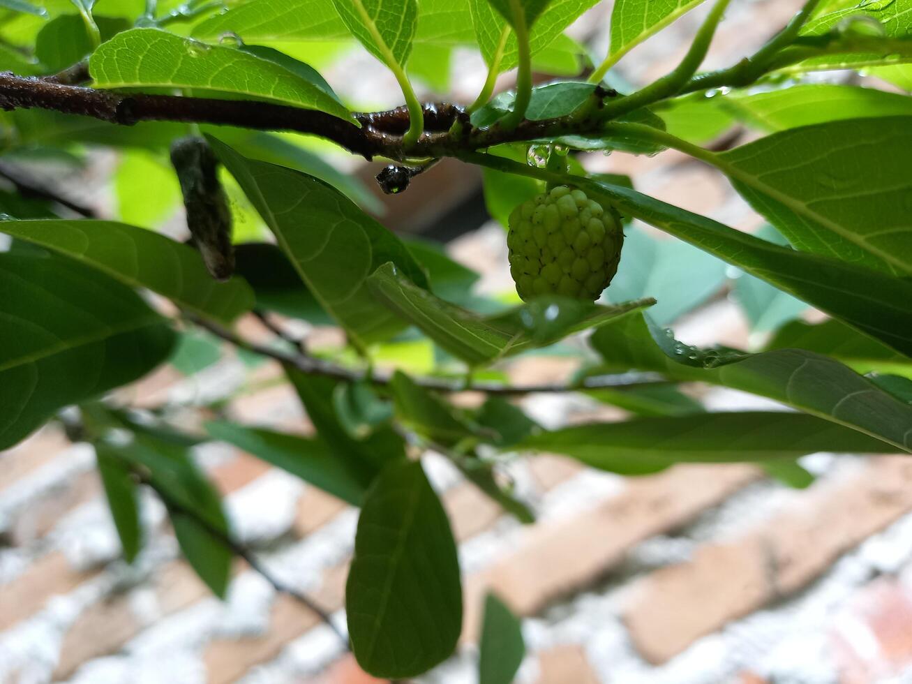 leaves wet by rain photo