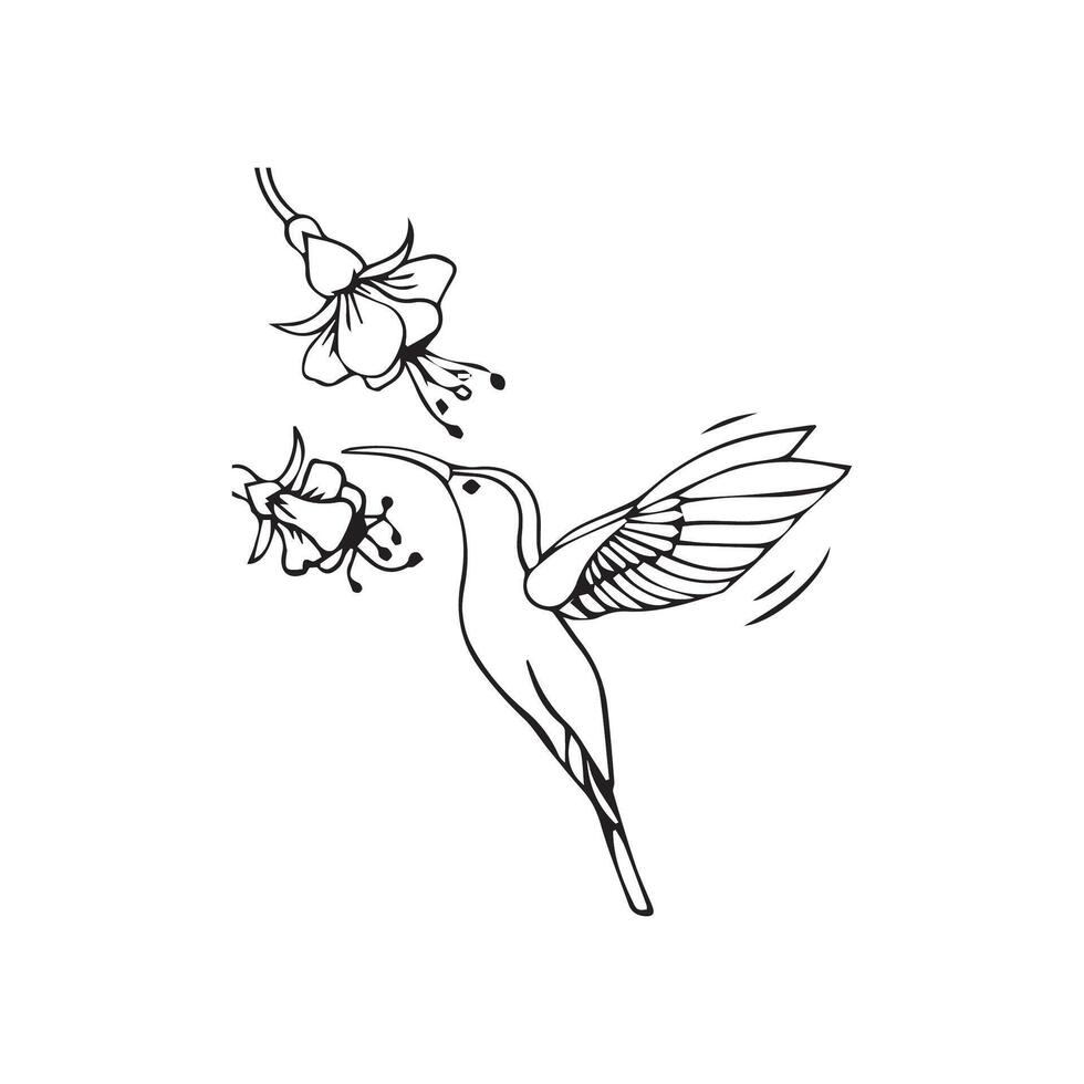 hummingbirds coloring pages vector