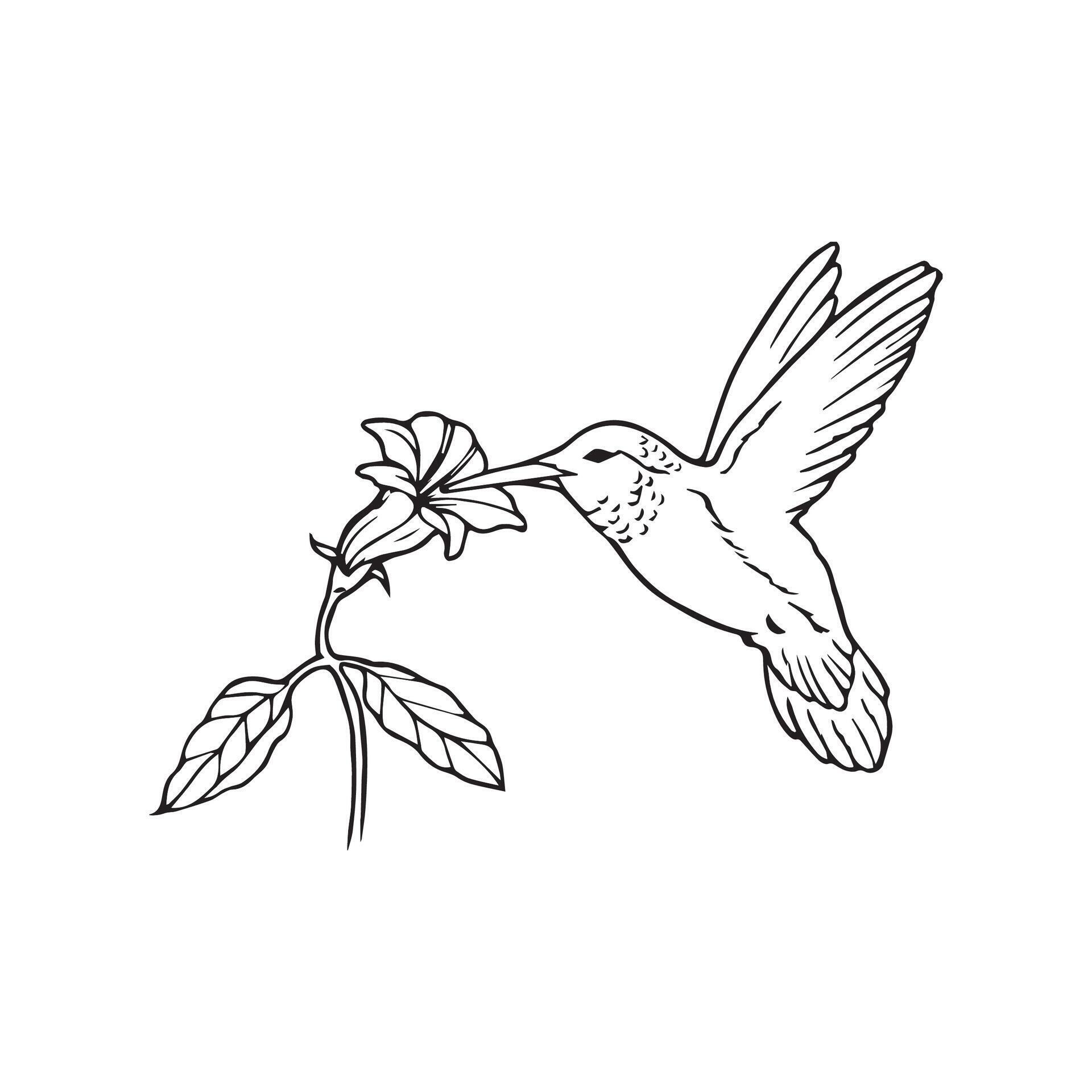 hummingbirds coloring pages 37206285 Vector Art at Vecteezy