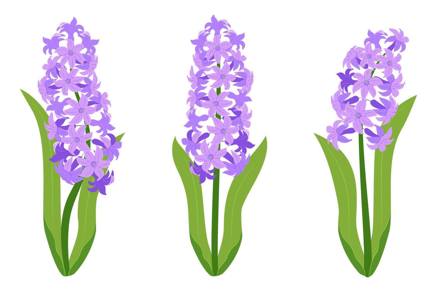 Hyacinth flowers set. Purple hyacinth flowers isolated on a white background. Vector illustration