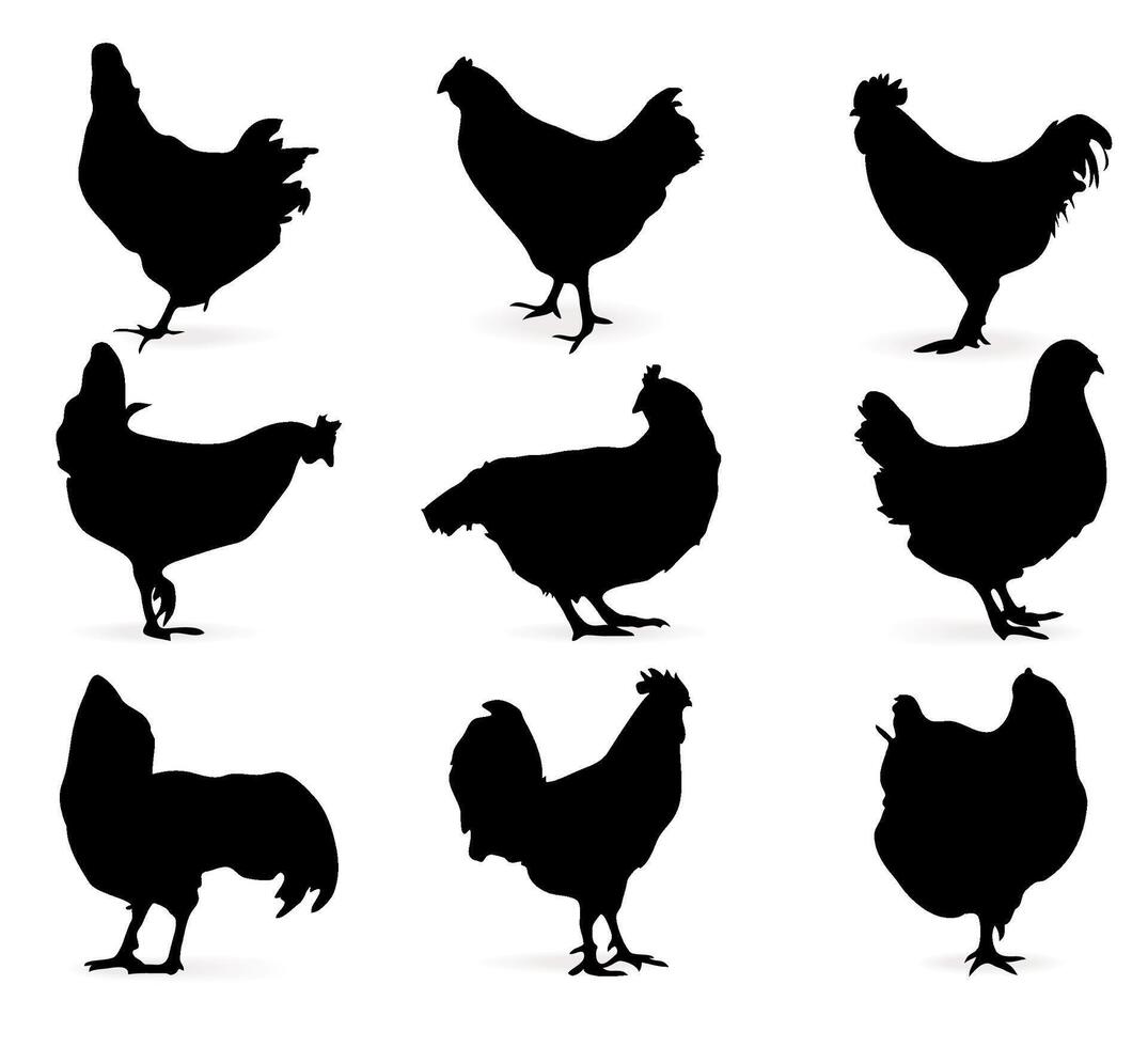Black chicken silhouettes. Vector illustration collection