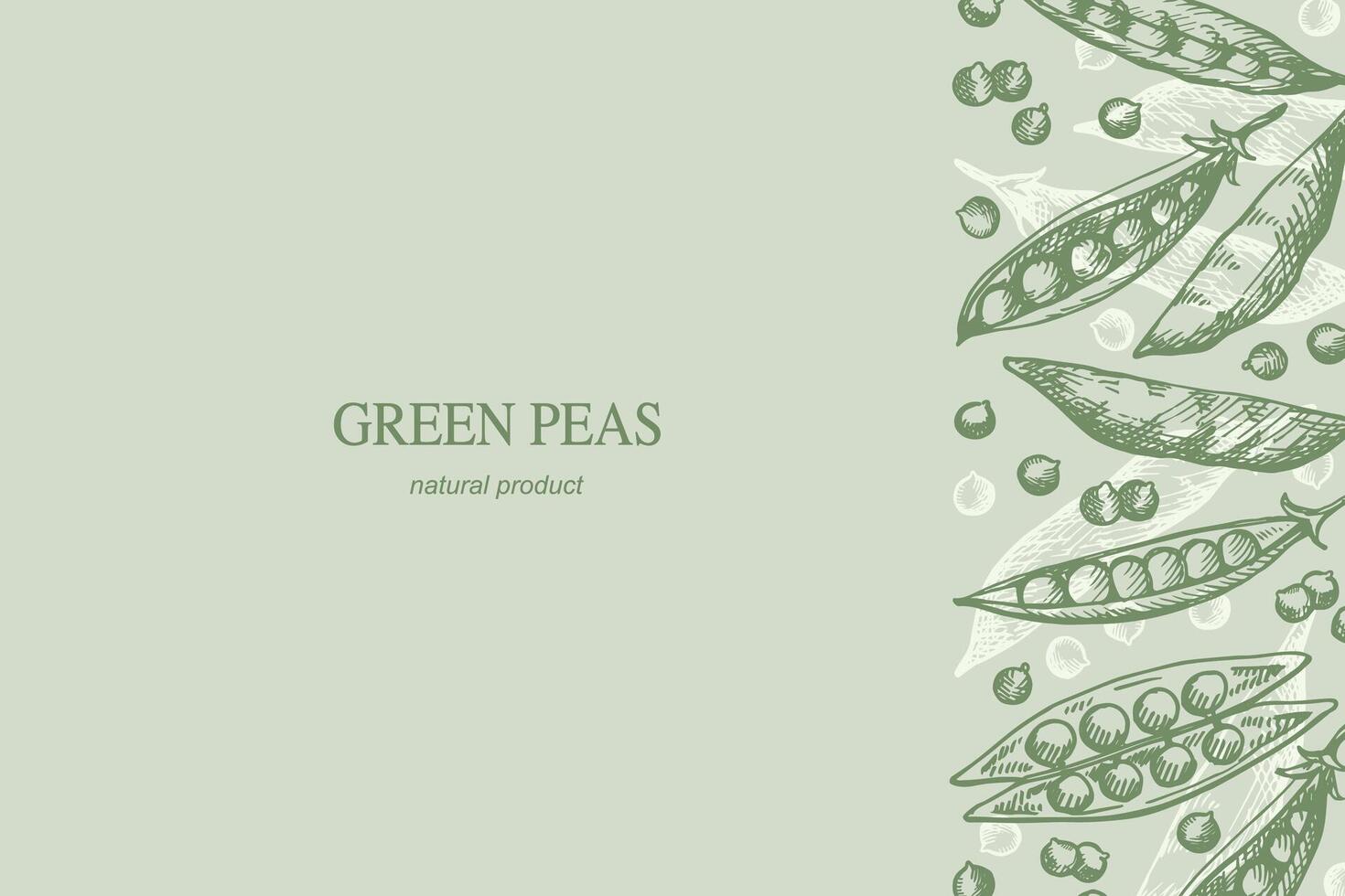 Green peas card hand drawn sketch engraved pea plant vector illustration template background for text. Design border with whole beans pea, healthy food, harvest, agriculture for label, print, wrapping