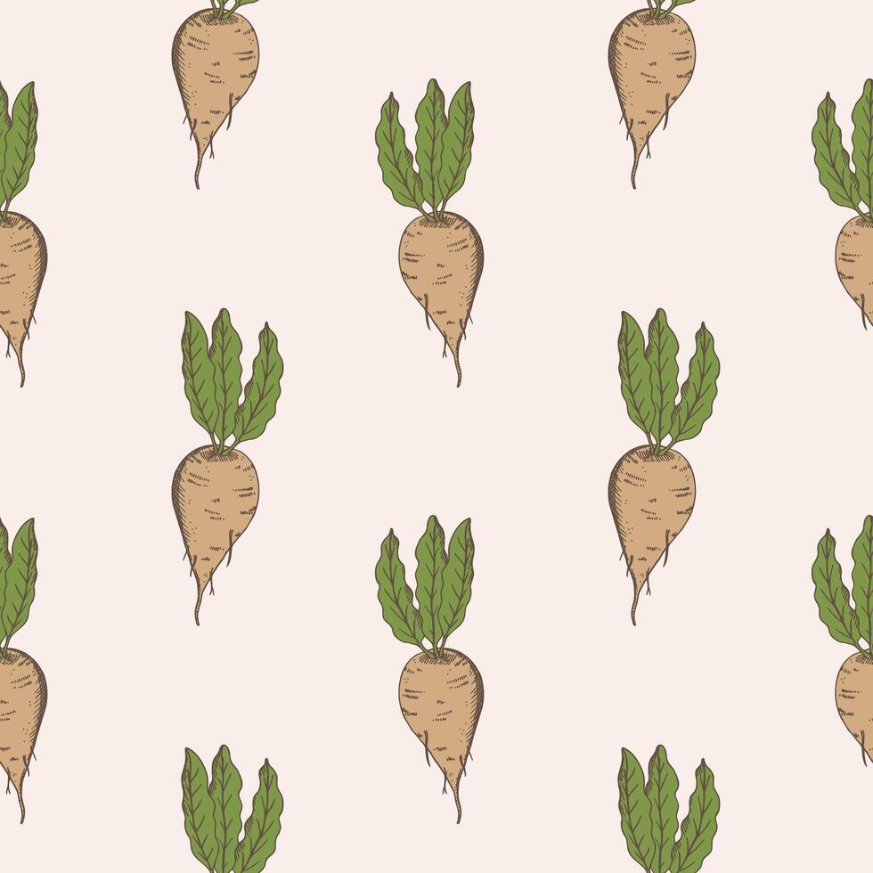 azúcar remolacha sin costura modelo mano dibujado vector ilustración repitiendo antecedentes con dulce raíz plantas grabado vegetales para imprimir, tarjeta, diseño, textil. agricultura, alimento, raíz de remolacha cosecha