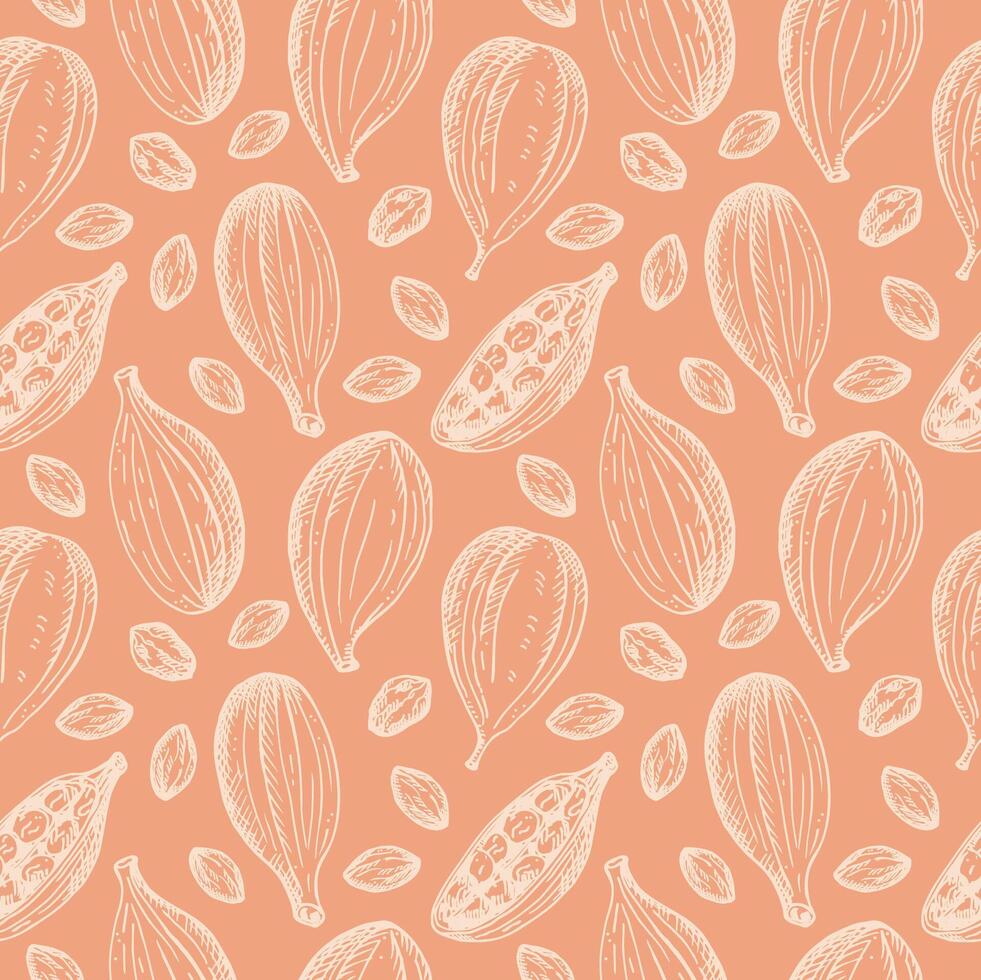 Cardamom aromatic camphor spice sketch seamless pattern hand drawn reapiting vector background fresh and dried fruit pods cardamom plant. Eastern traditional medicine, food, harvest seeds cardamum