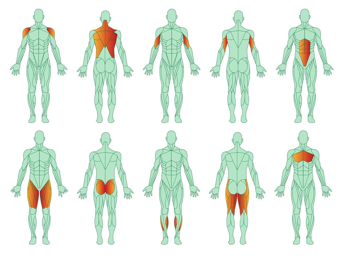 Muscles illustration icon set. Figure of man and with highlighted biceps, triceps, quadriceps, calf and latissimus dorsi. Cartoon flat vector set isolated on white background.Training and sports.