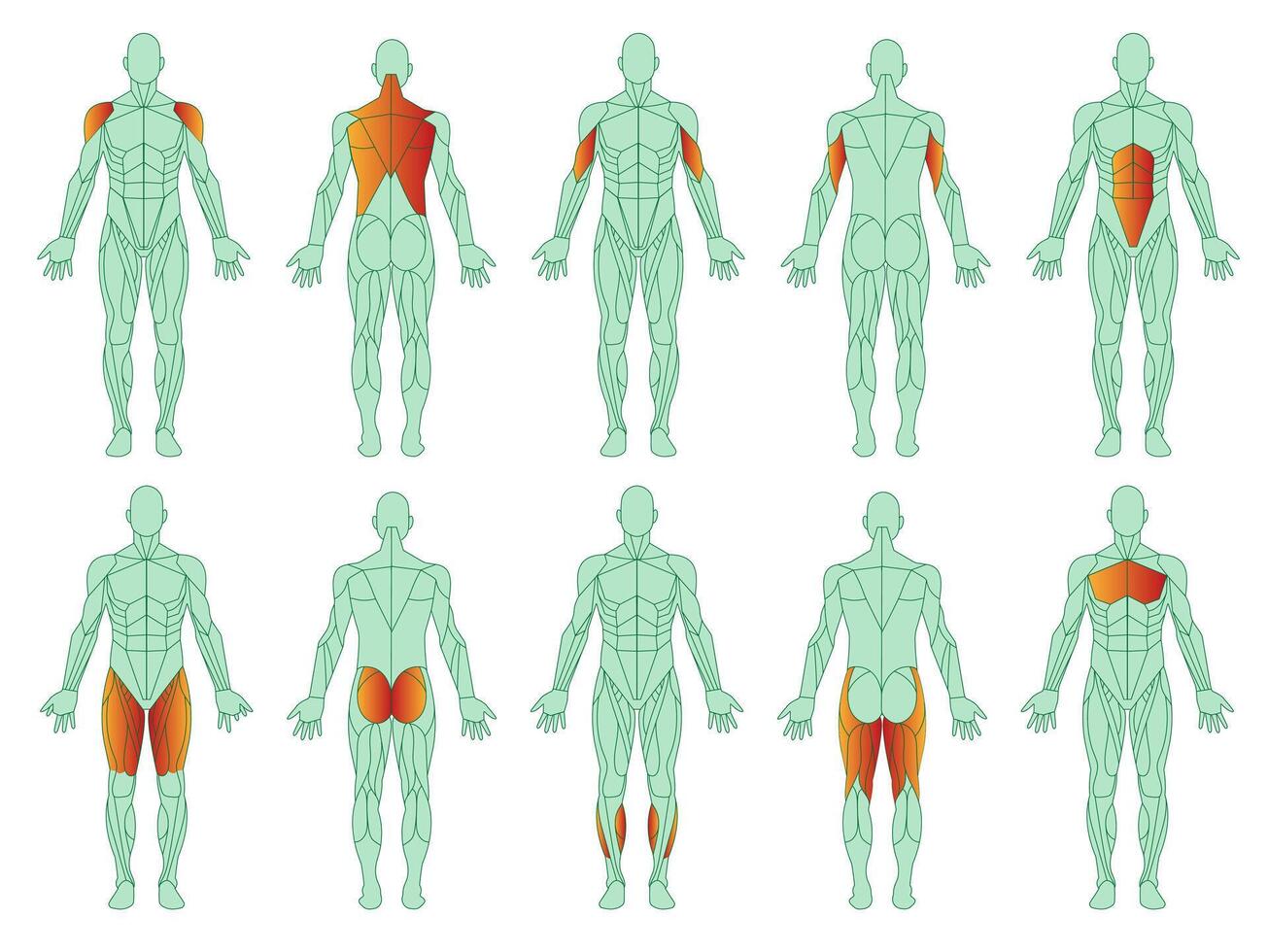 músculos ilustración icono colocar. figura de hombre y con destacado bíceps, tríceps, cuadríceps, becerro y dorsal ancho dorso. dibujos animados plano vector conjunto aislado en blanco antecedentes.entrenamiento y Deportes.