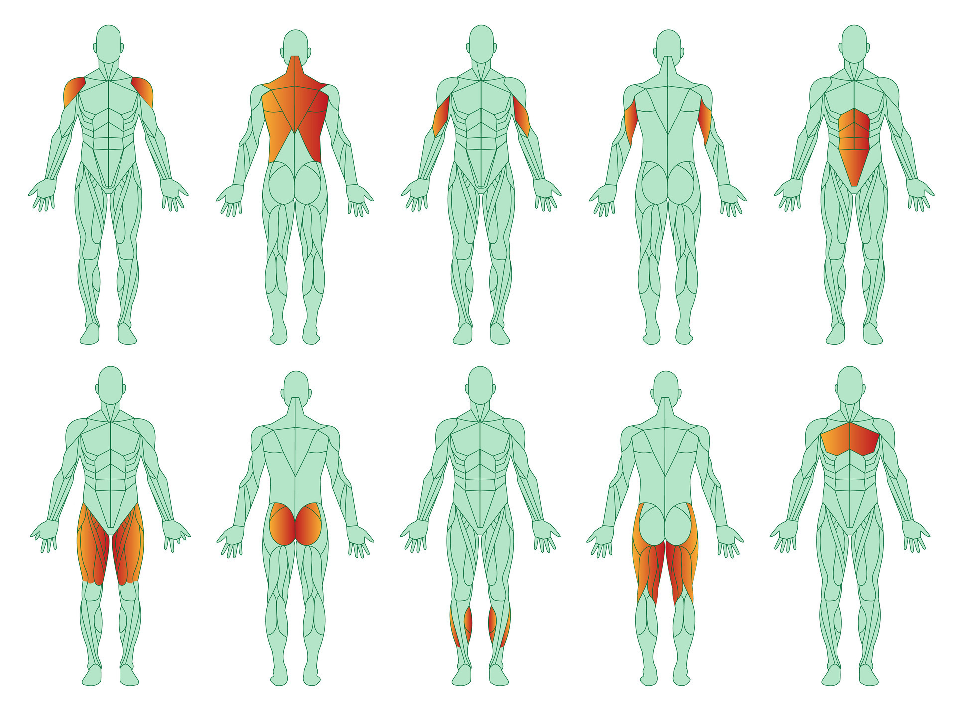 Muscles illustration icon set. Figure of man and with highlighted biceps, triceps, quadriceps
