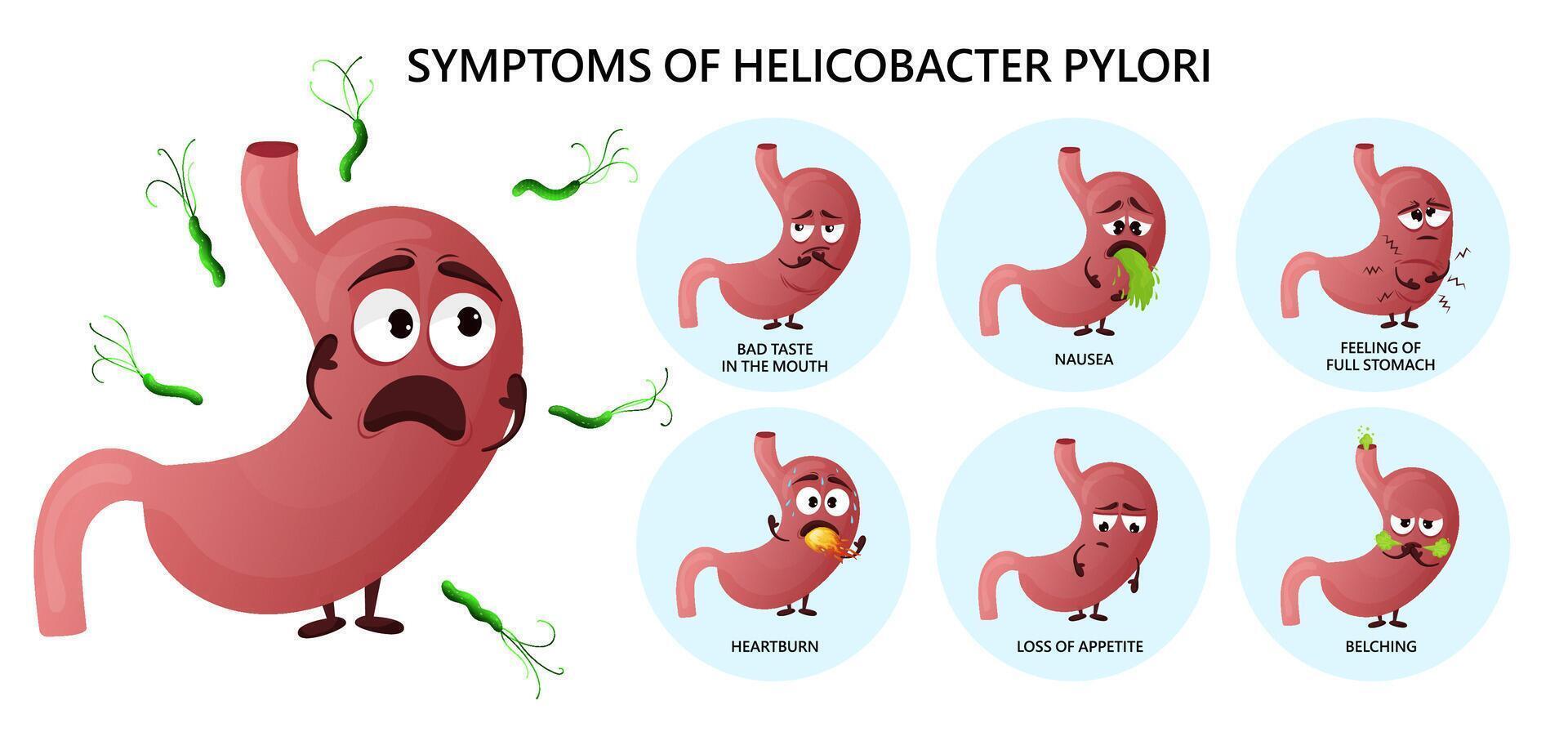 Helicobacter pylori infection symptoms infographic with cartoon stomach characters vector