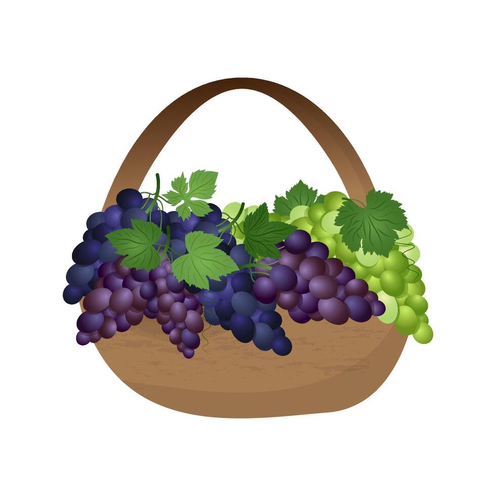 Set of green, purple and blue table grapes with leaves in a basket. Vector illustration realistic style