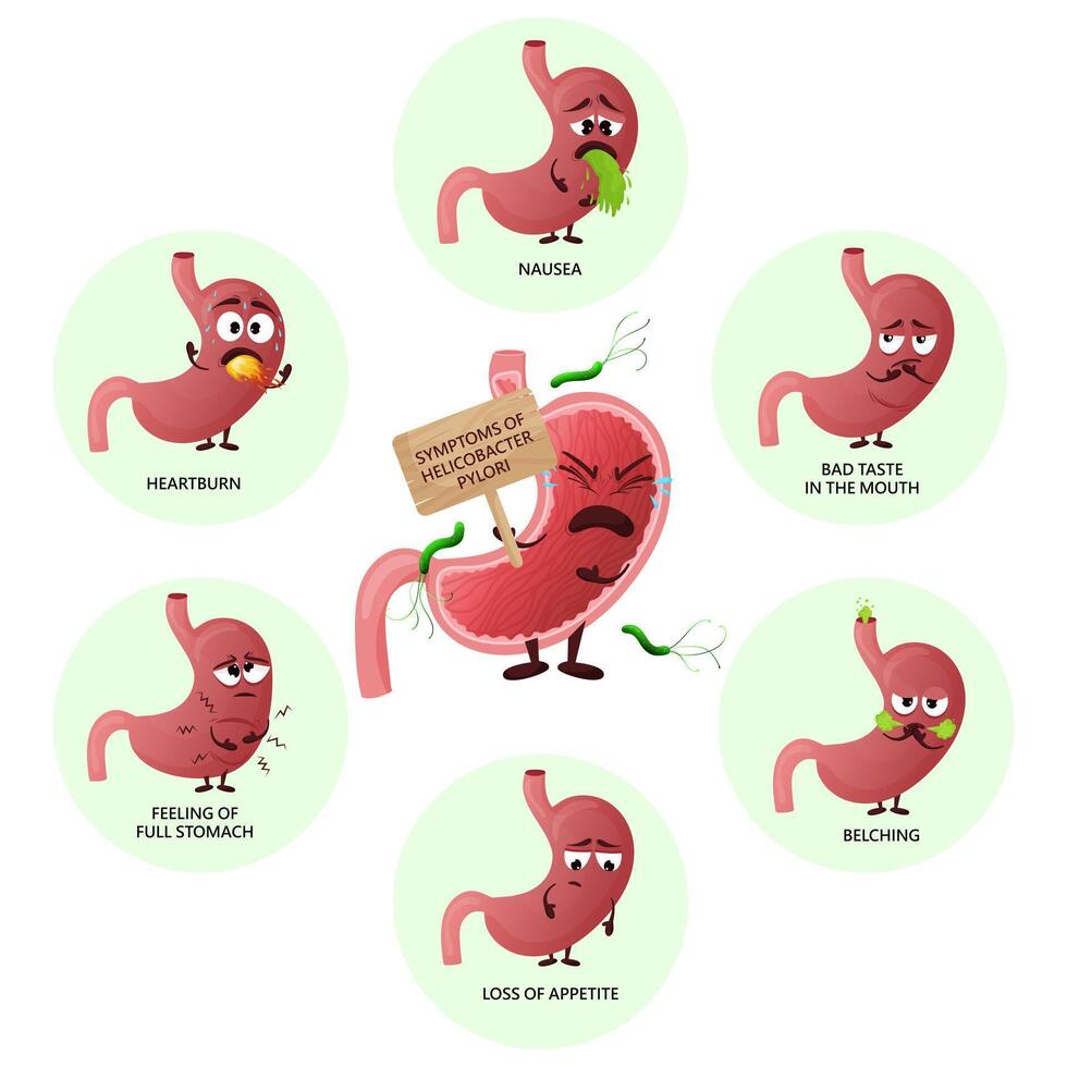 Helicobacter pylori infection symptoms infographic with cartoon stomach characters vector