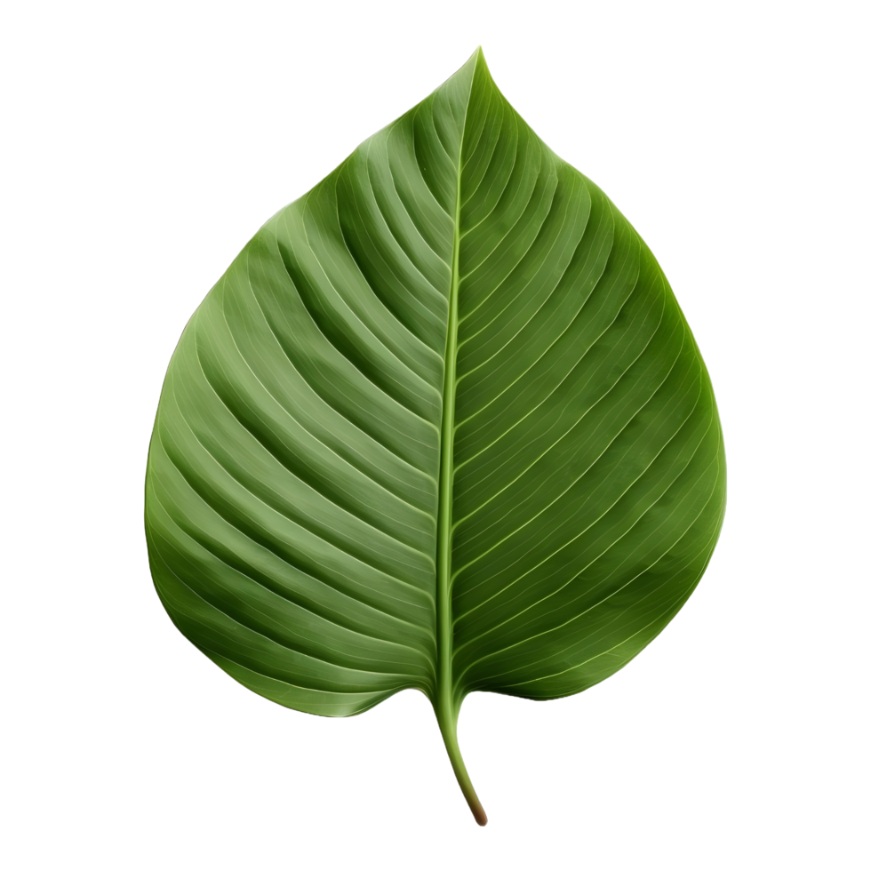 AI generated Green Leaf on Transparent background - Ai Generated png