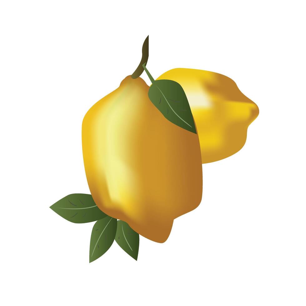 Lemon Vector Illustration