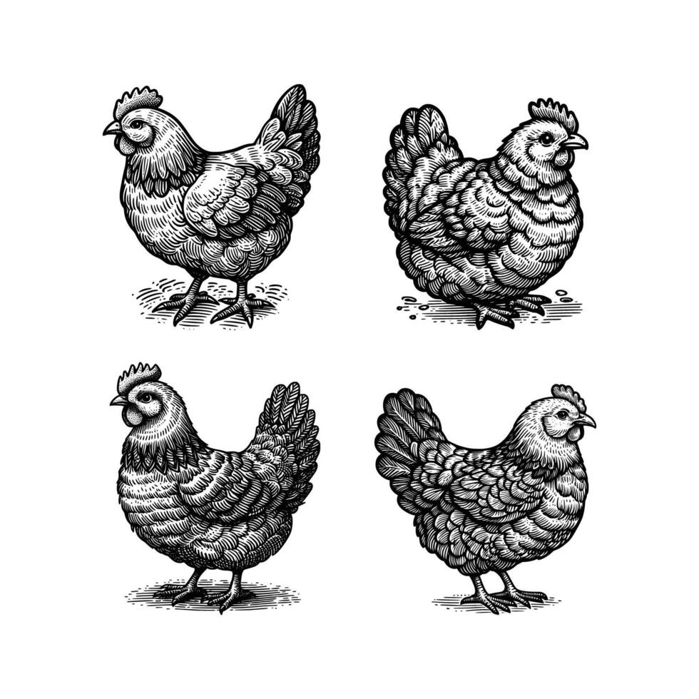 mano dibujado pollo grabado estilo vector ilustración aislado blanco antecedentes