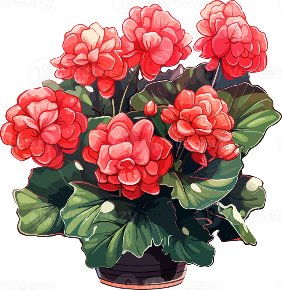 AI generated Cute begonia in cartoon style png