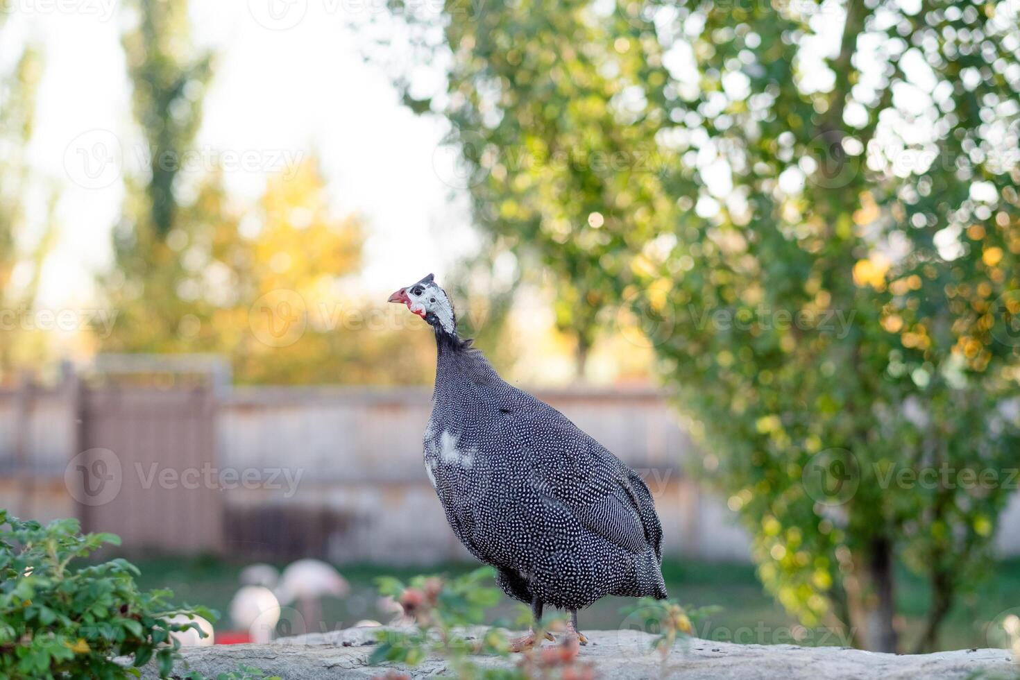 Guinea fowl walks in the park in summer, close-up. Wild bird on a walk photo