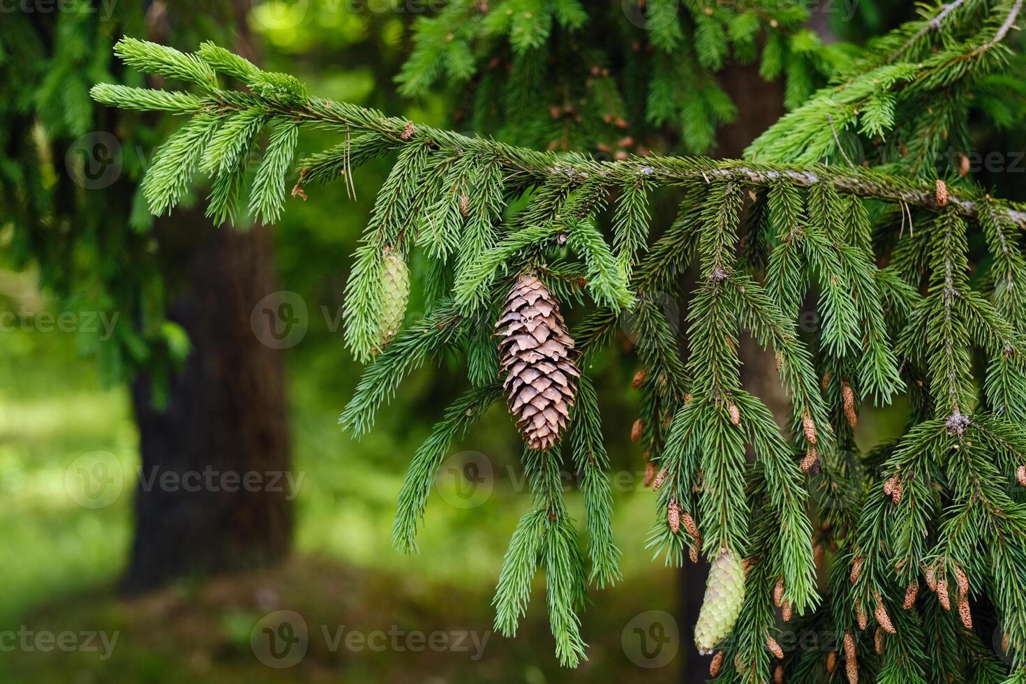 Spruce cone on a branch of a spruce tree in the forest in nature photo