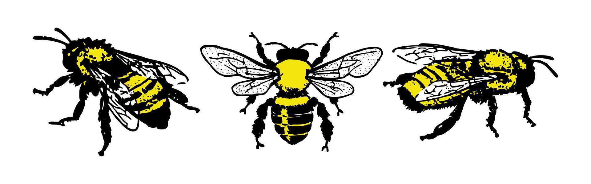 Cheerful Pollinators - Trio of Playful Bee Illustrations. Bee illustration sets. vector