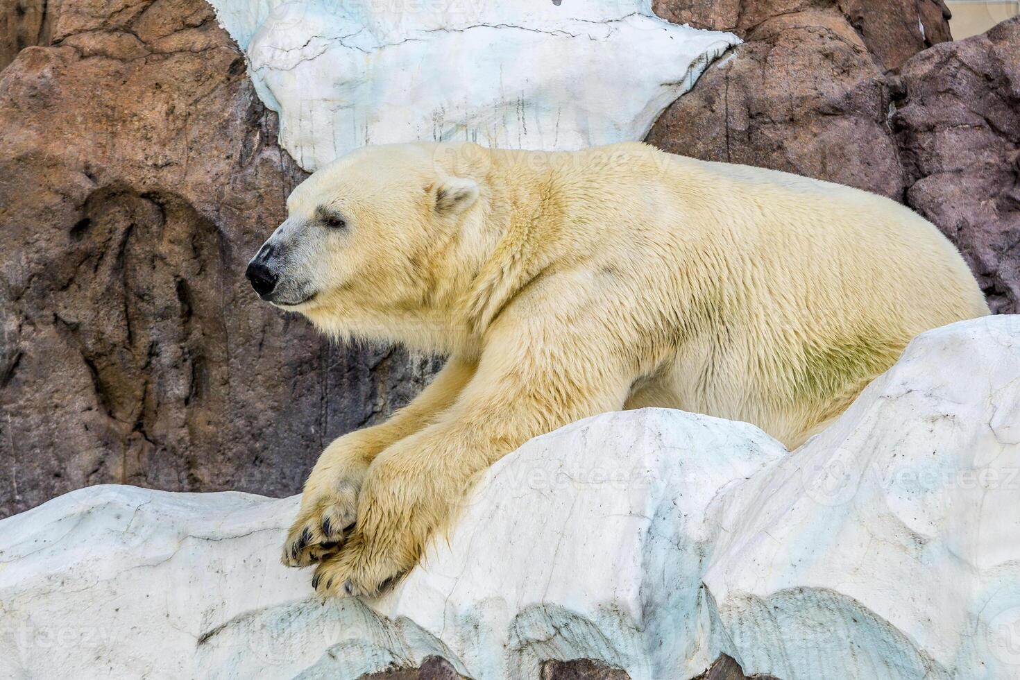 relajante polar oso a el ueno zoológico jardines en tokio, Japón foto