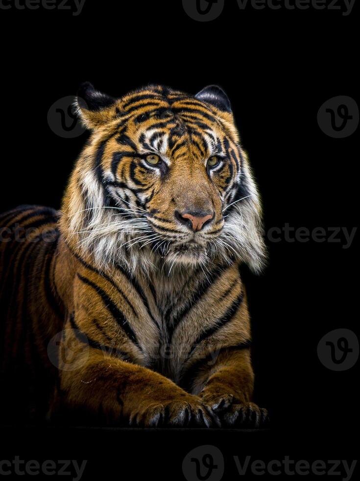 sumatra Tigre aislado en negro antecedentes. foto