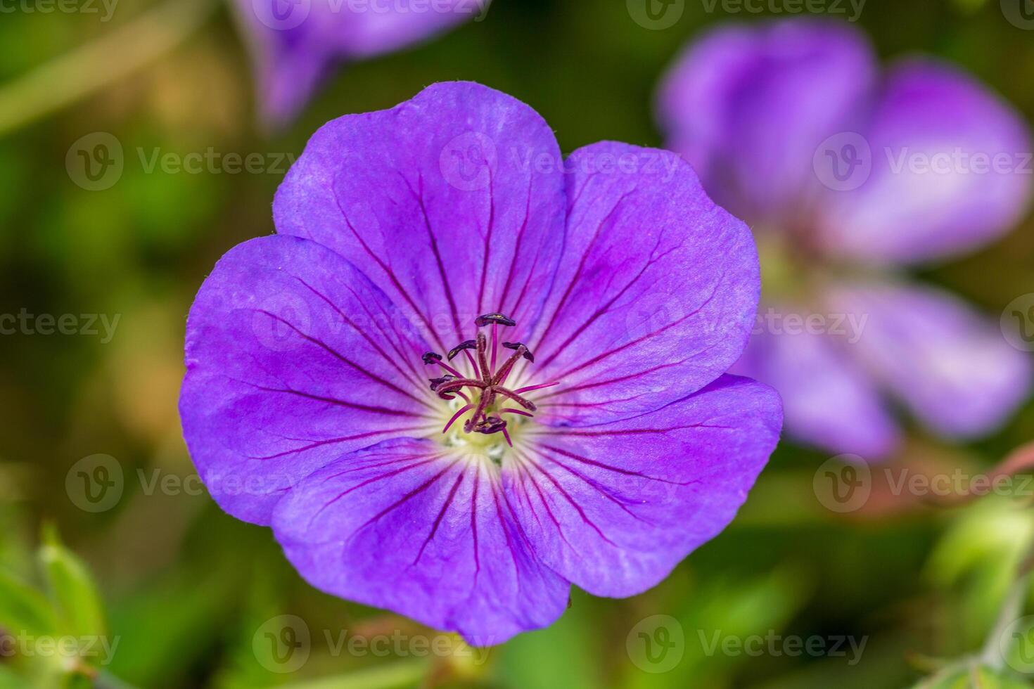 pink evening primrose, Oenothera speciosa, flower photo