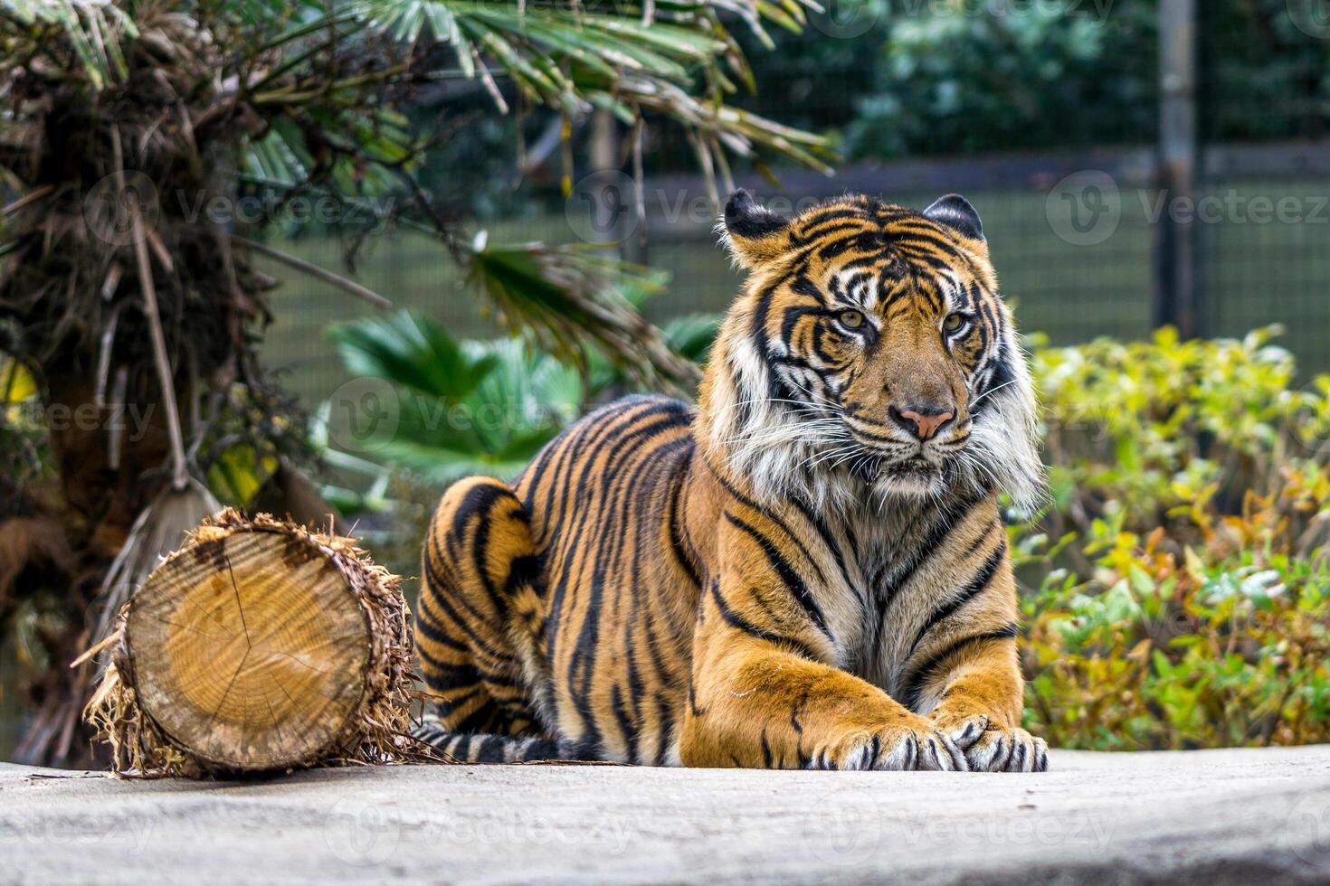 Sumatran tiger at the Zoological garden in Tokyo, Japan photo