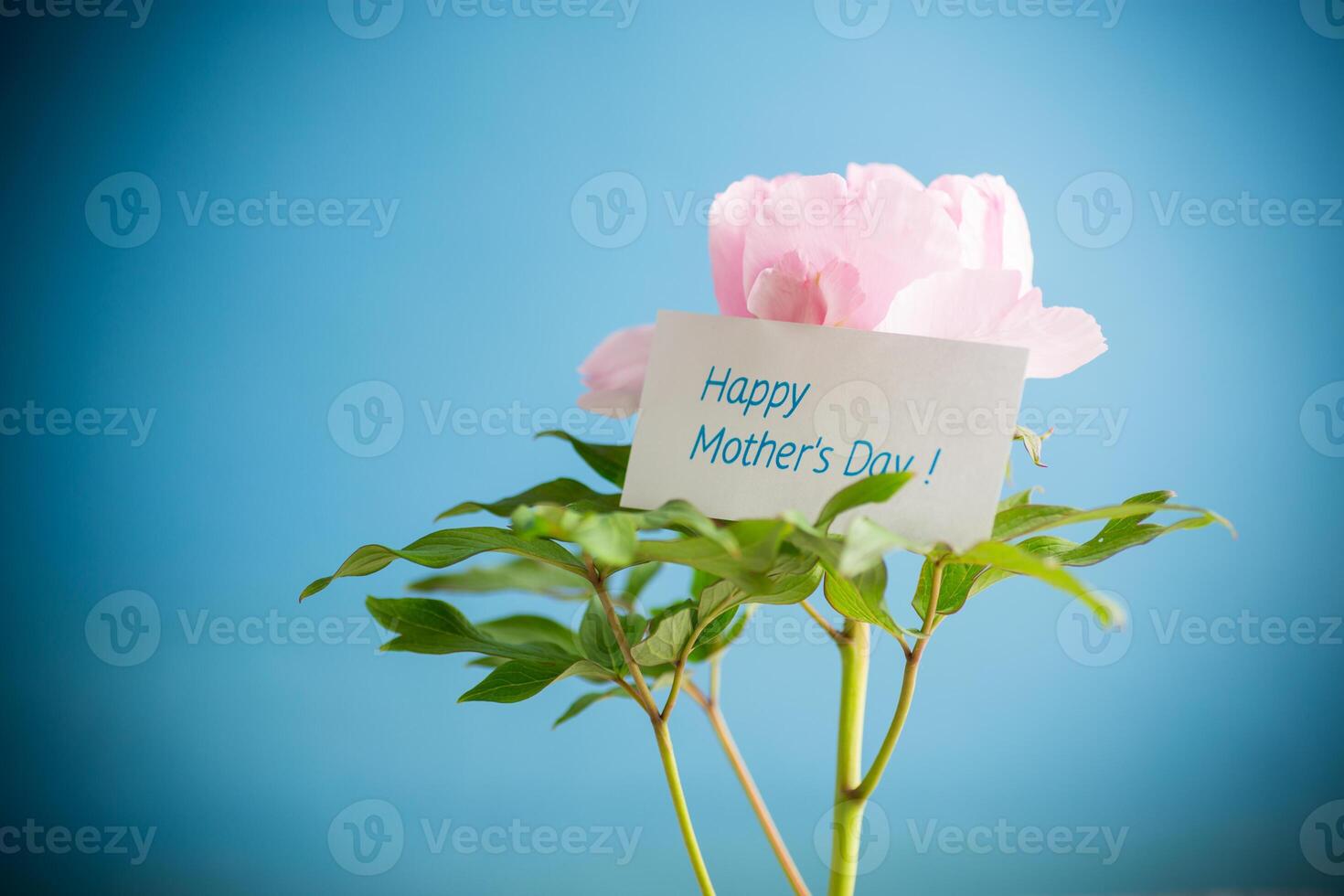 Beautiful big pink peony with congratulations on Mother's Day photo