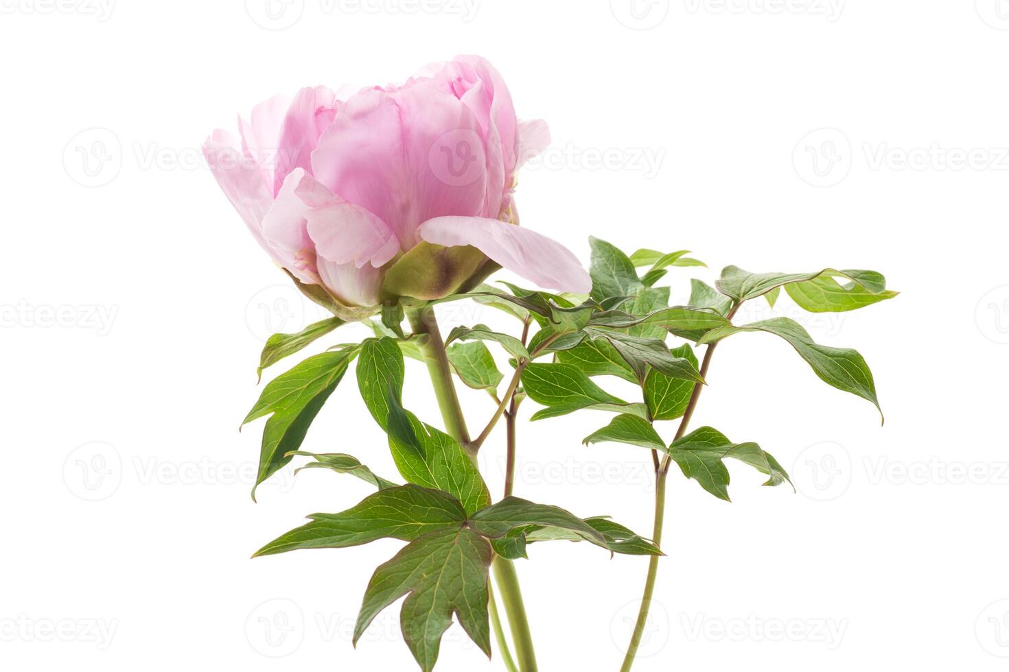 Beautiful big pink peony close-up on a white background. photo