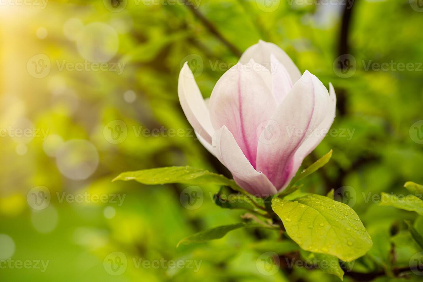 one pink flower on a branch of blooming magnolia close-up photo