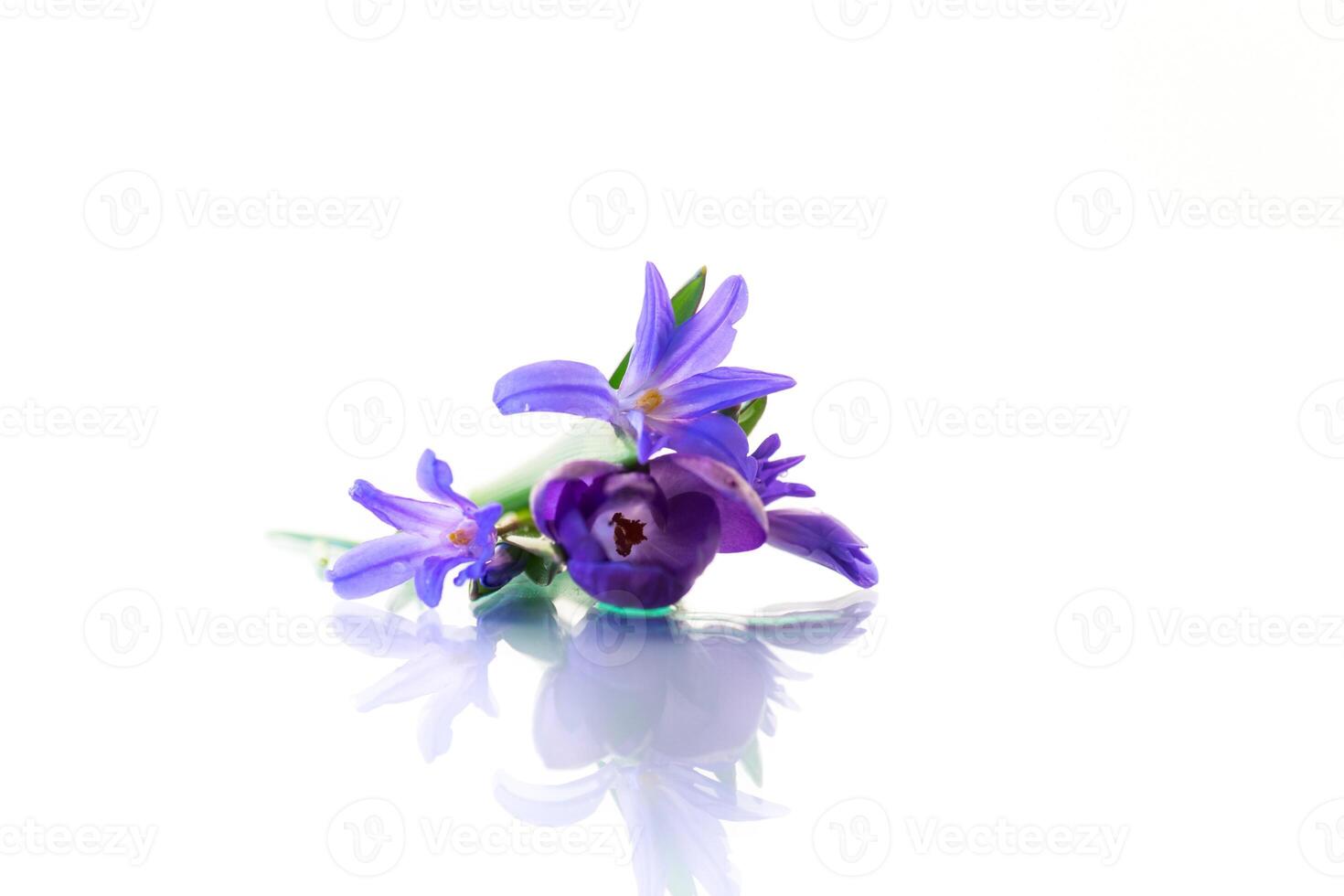 early spring purple flowers crocuses on white background photo