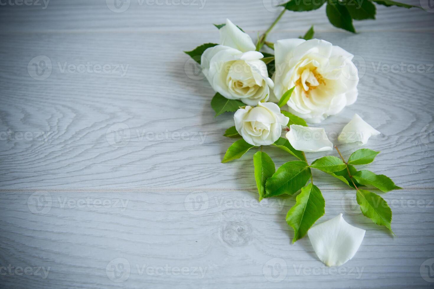 beautiful white summer roses, on a wooden table photo