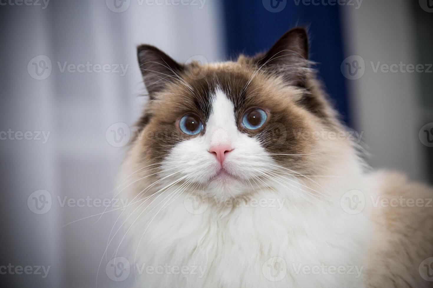 Young beautiful purebred Ragdoll cat at home photo