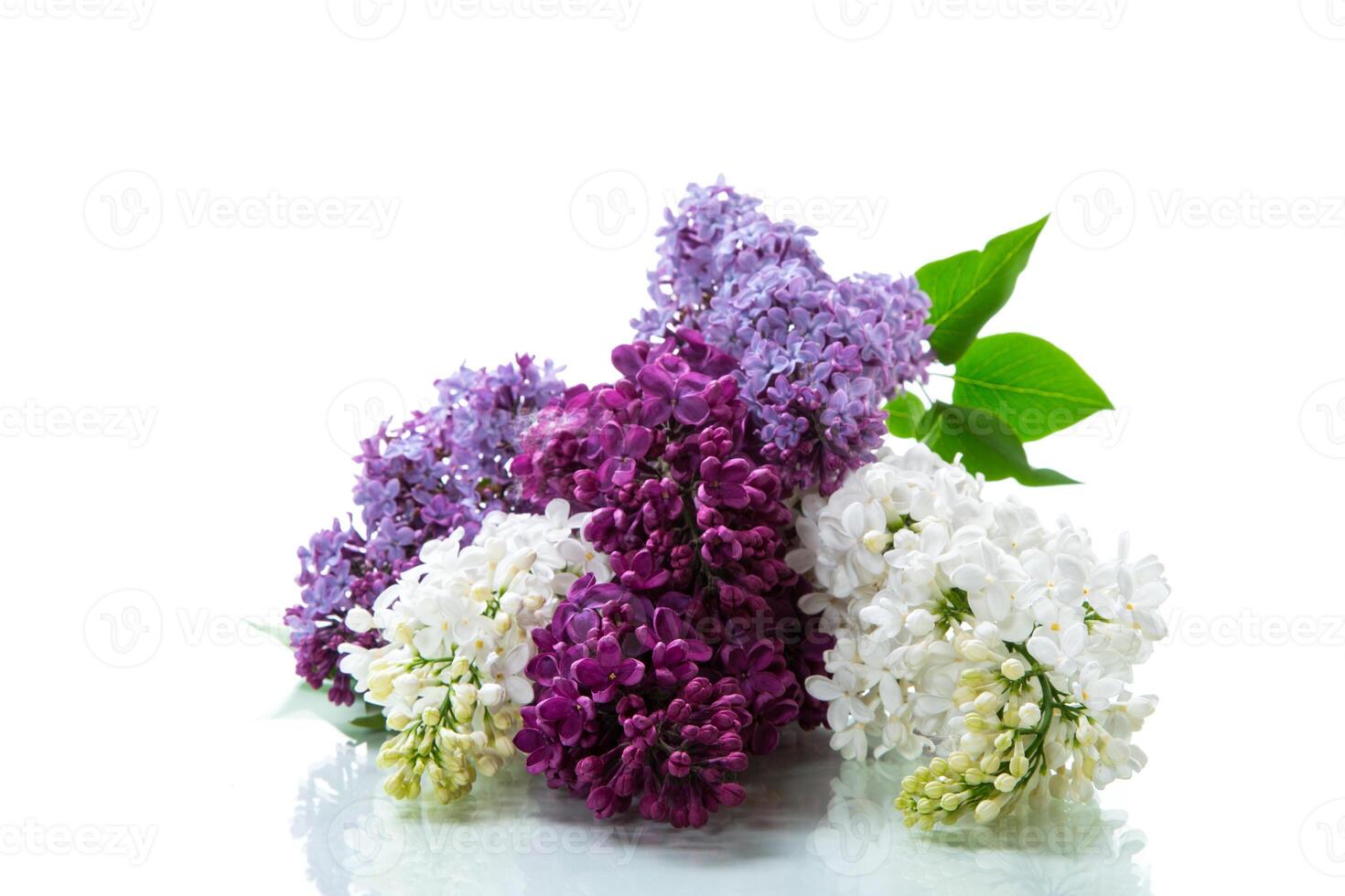 Bouquet of beautiful spring lilacs of different colors photo