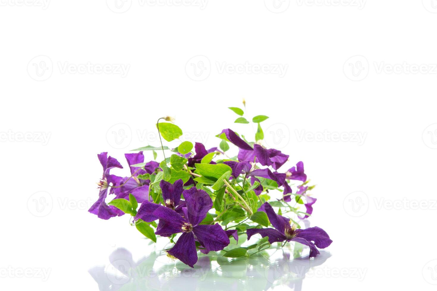 beautiful blooming clematis on a white background photo