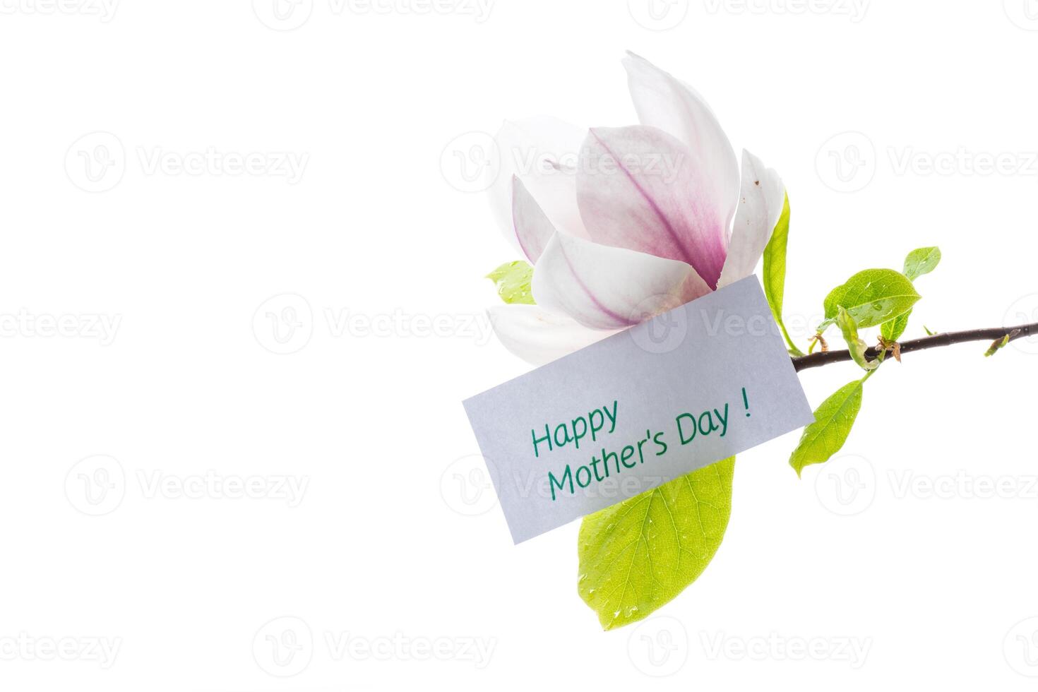 one pink flower on a branch of blooming magnolia close up photo