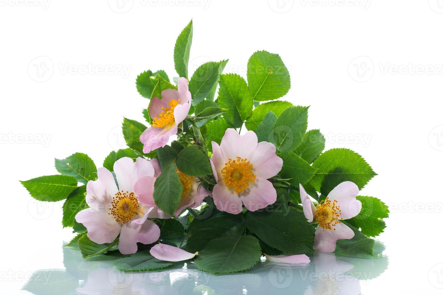 small bouquet of wild rosehip flowers on white background. photo