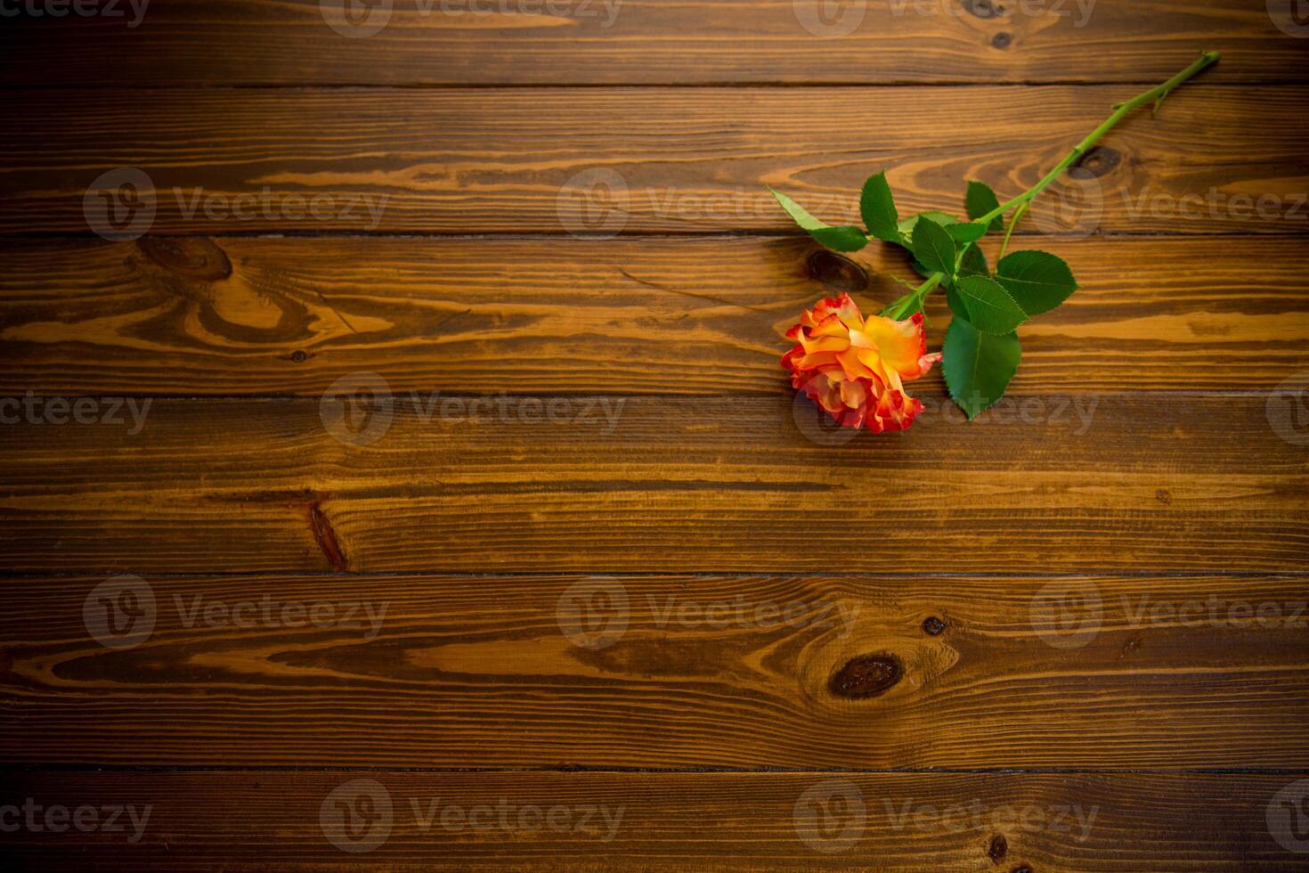 one red beautiful blooming rose on a wooden table photo