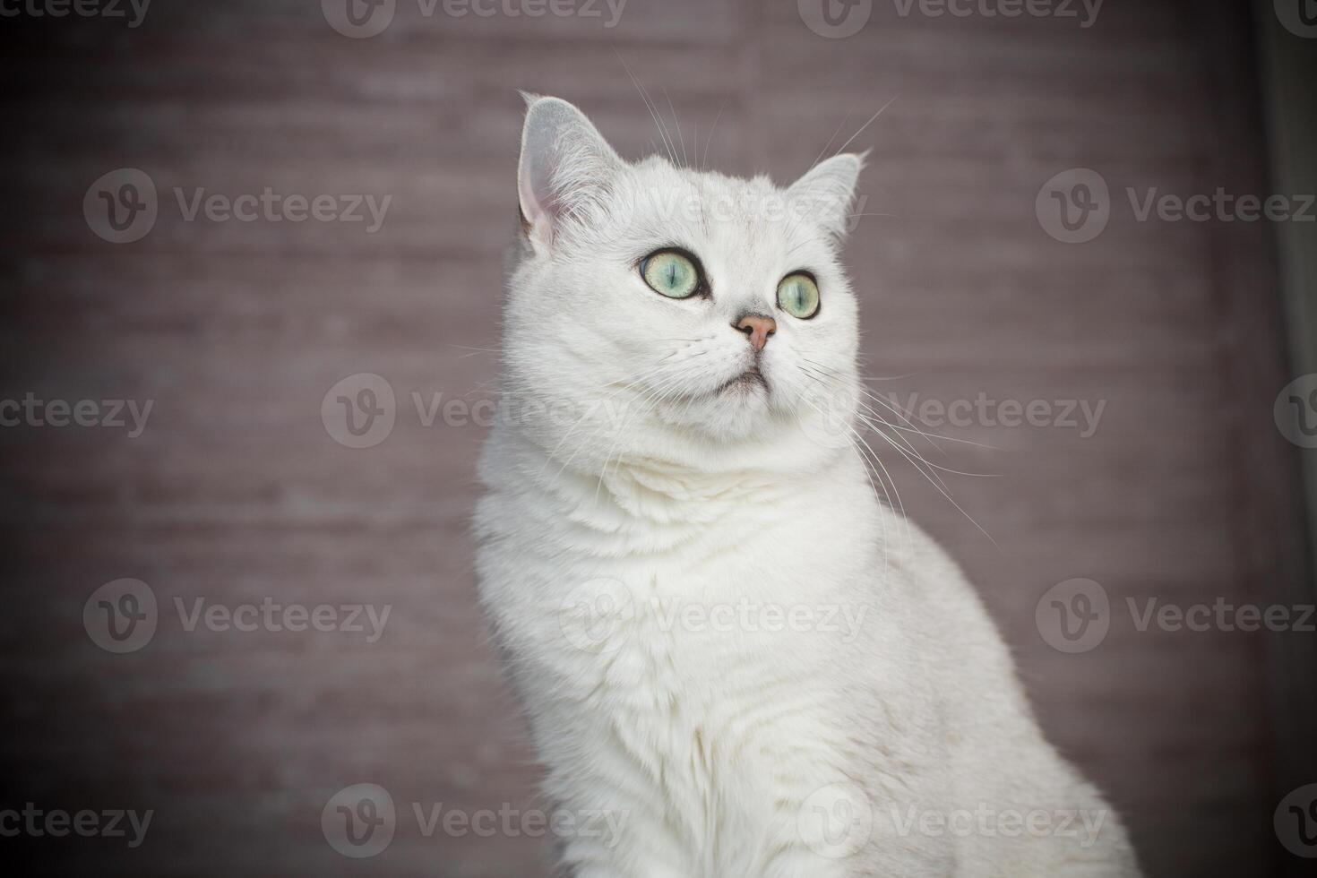 adult cat pedigree Scottish chinchilla straight ears photo