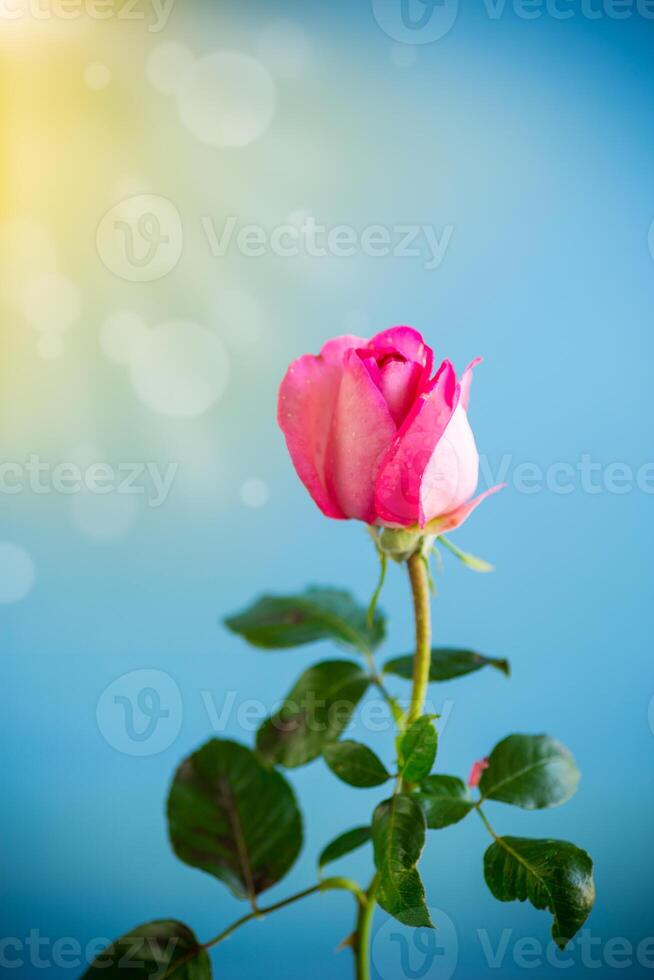 pink beautiful summer roses on abstract background photo