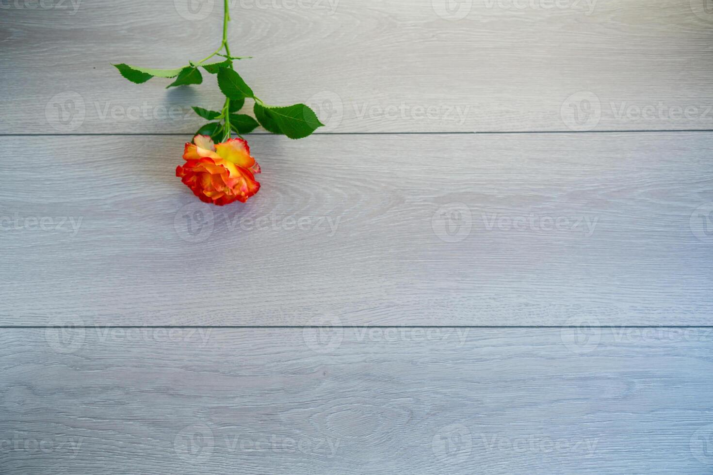 one red beautiful blooming rose on a wooden table photo