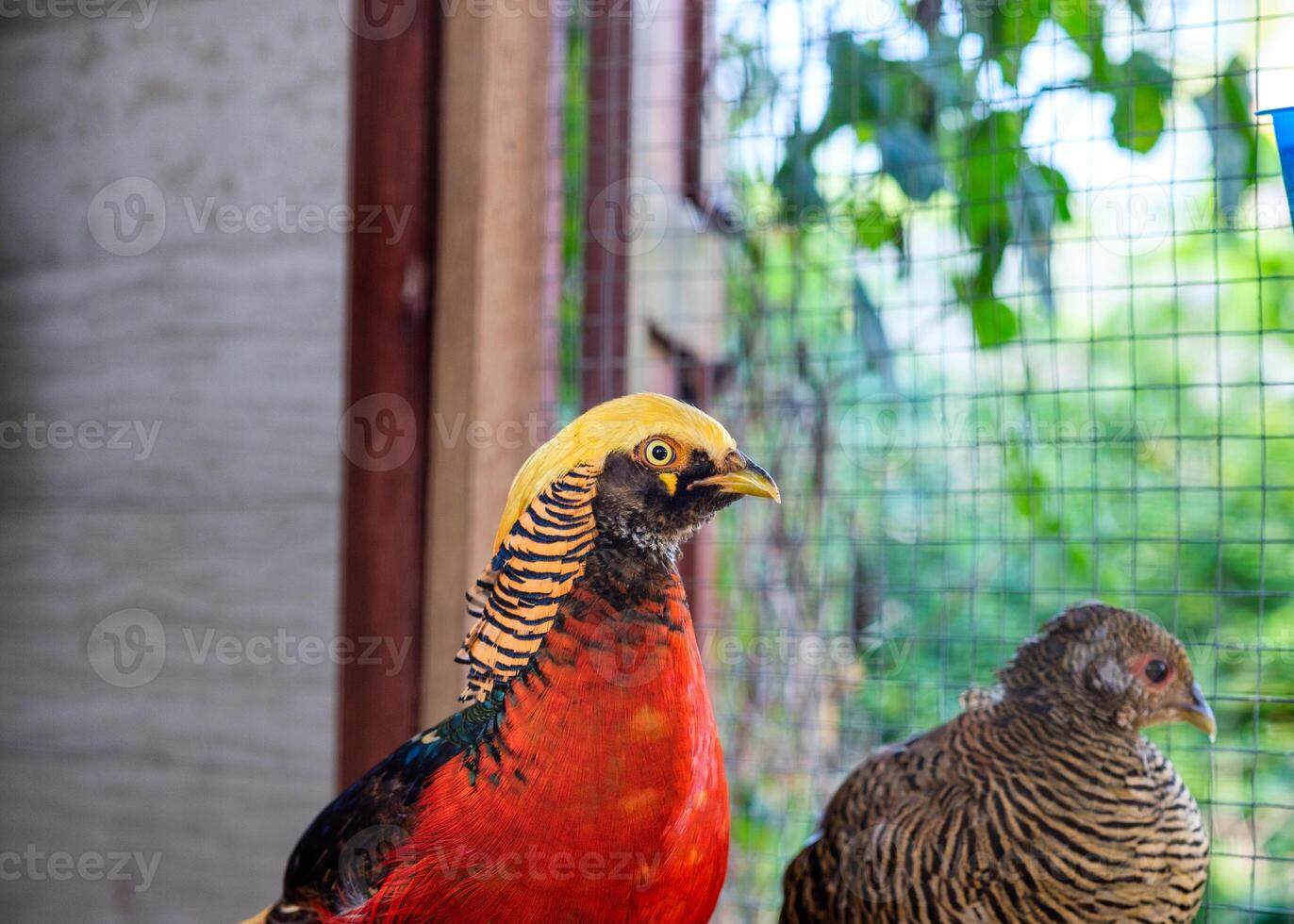 Close-up Golden pheasant bird red and yellow photo
