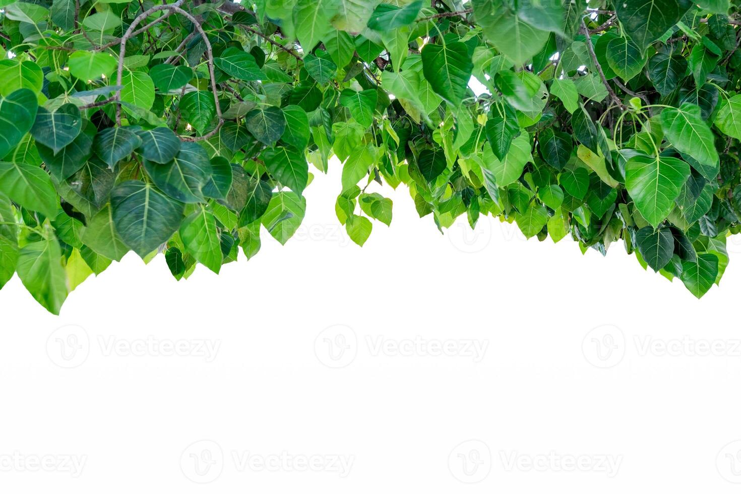 Bodhi tree cover shade on background photo