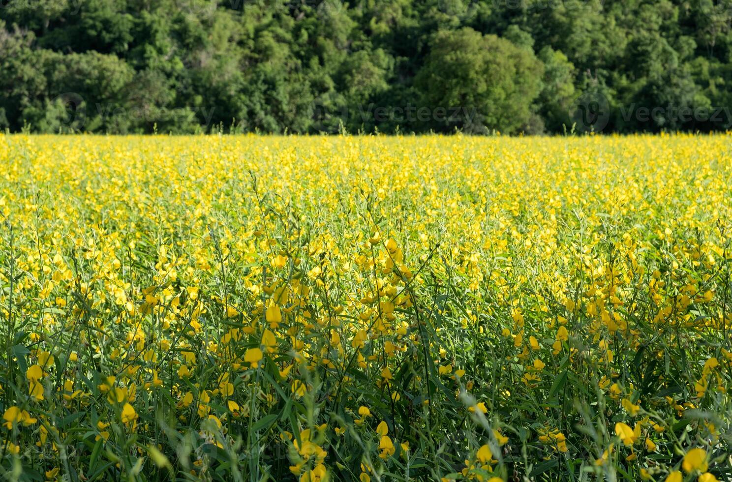 Sunn hemp, Chanvre indien, Crotalaria juncea yellow blossom in field photo